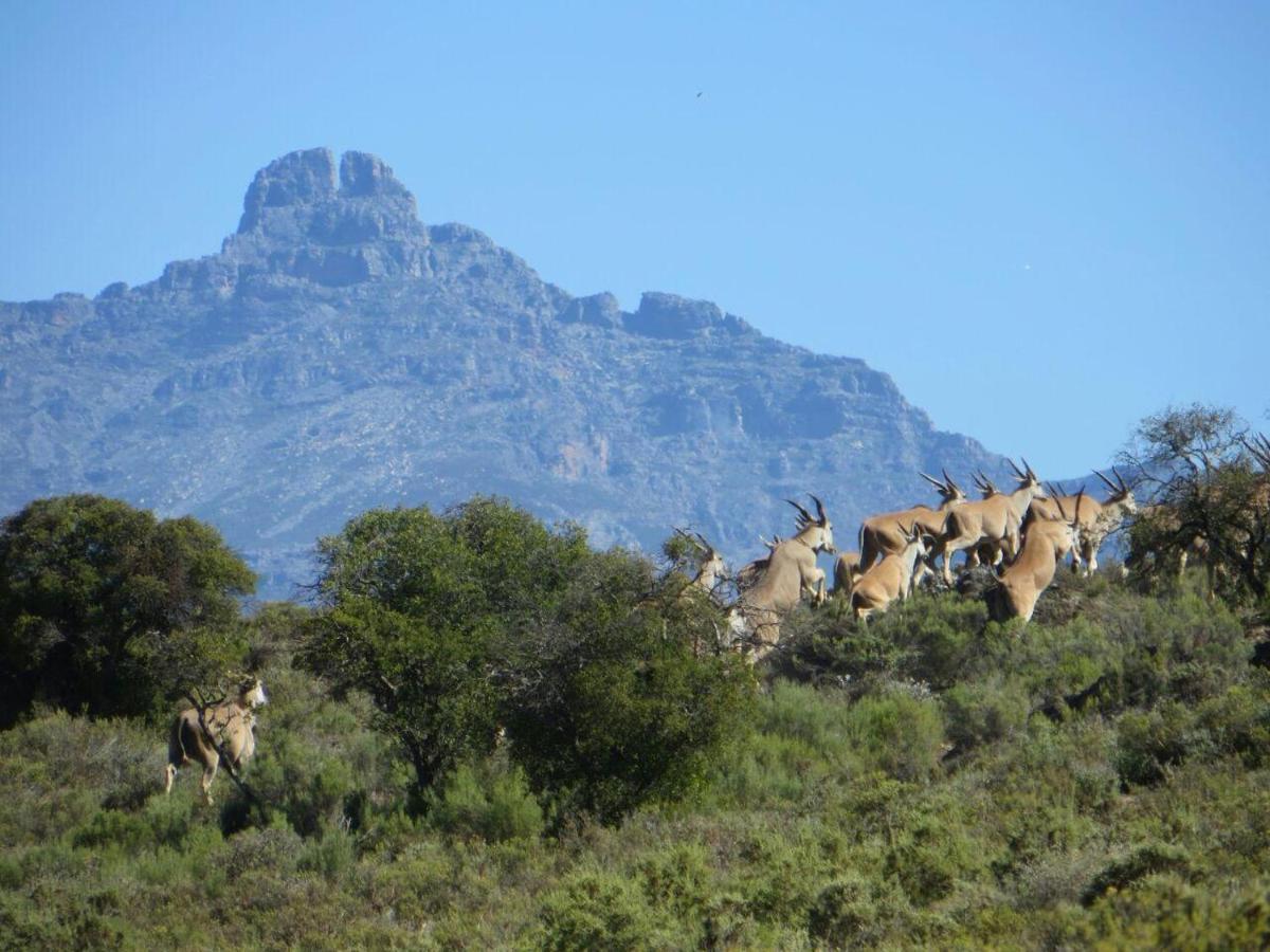 Rooiberg Wild Private Game Reserve Ladismith Exterior foto