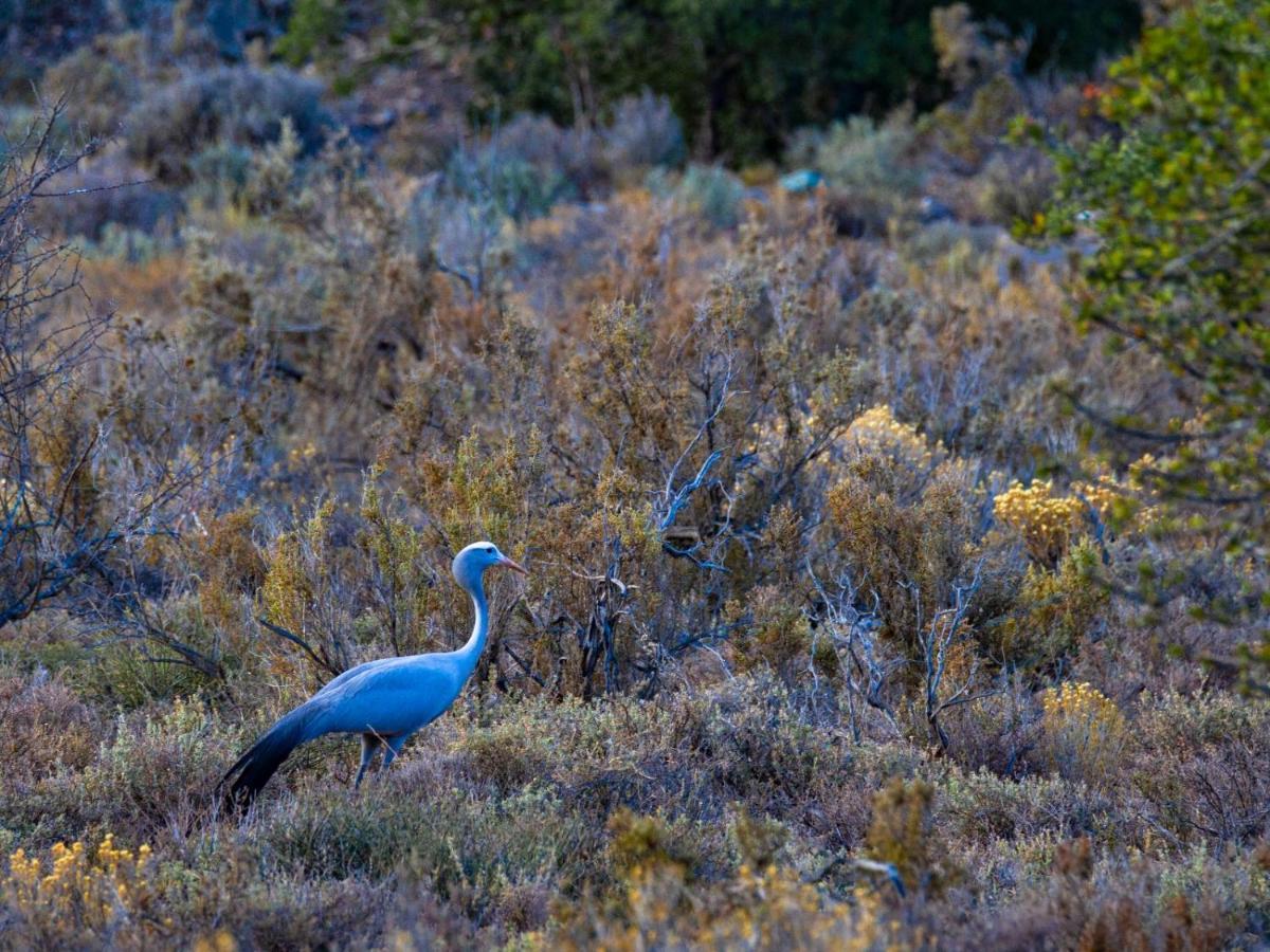 Rooiberg Wild Private Game Reserve Ladismith Exterior foto