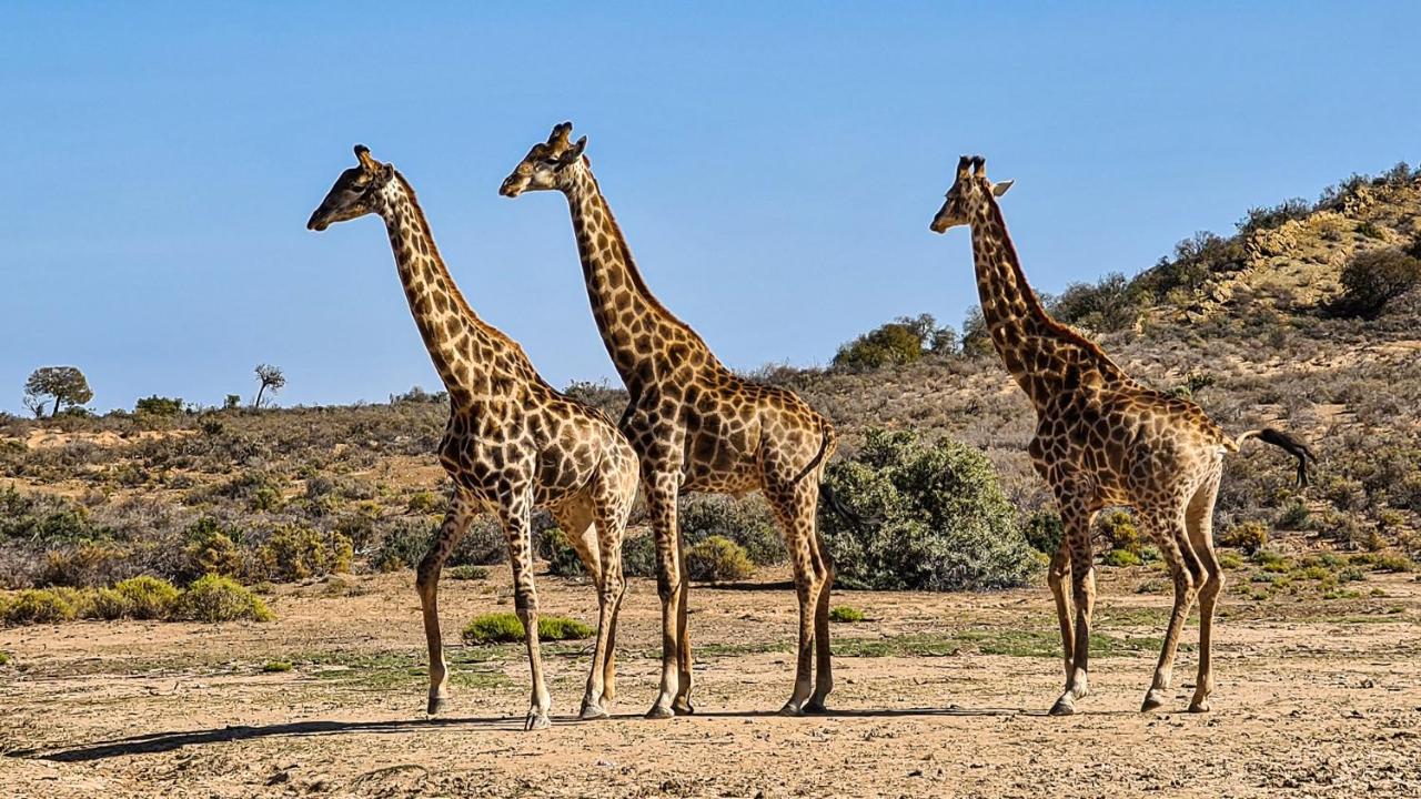 Rooiberg Wild Private Game Reserve Ladismith Exterior foto