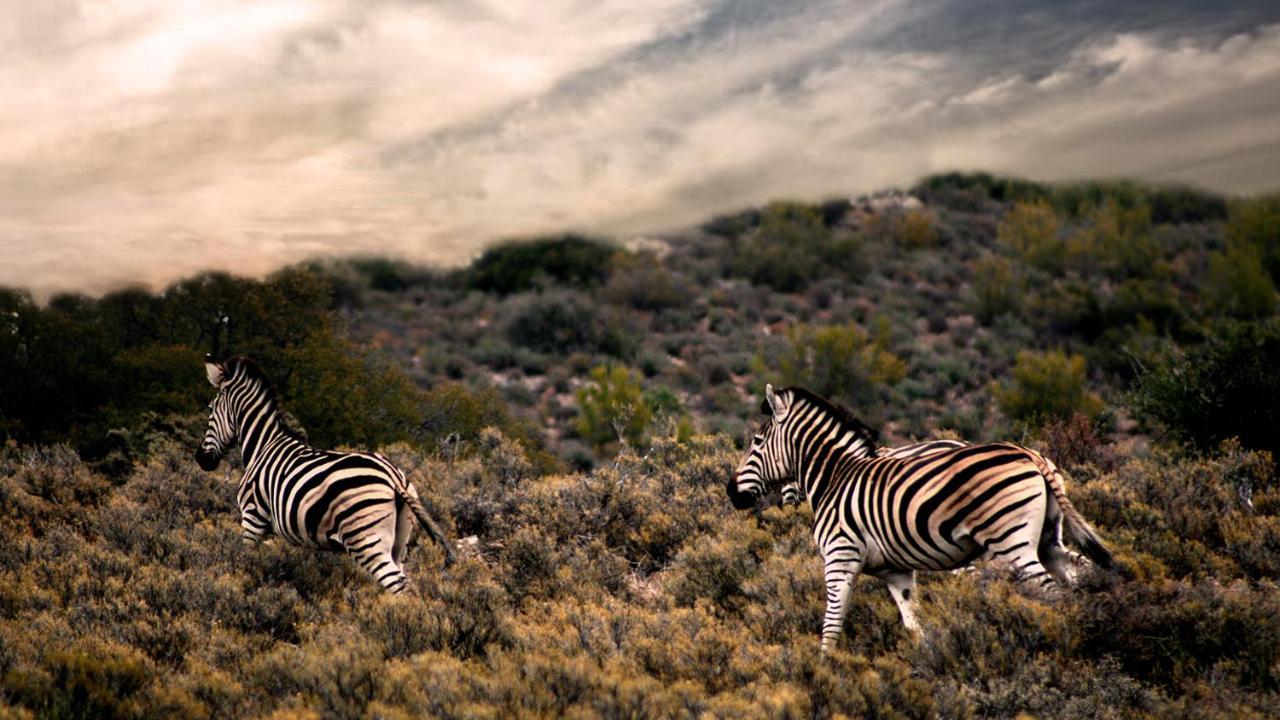 Rooiberg Wild Private Game Reserve Ladismith Exterior foto